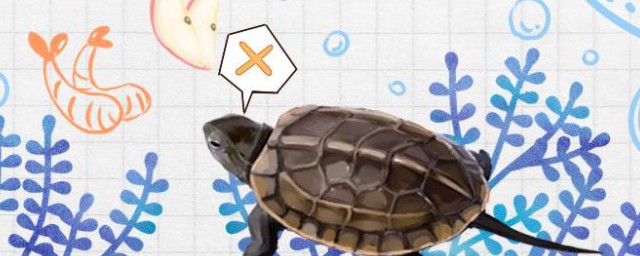 中華草龜可以深水養嗎 中華草龜可不可以深水養