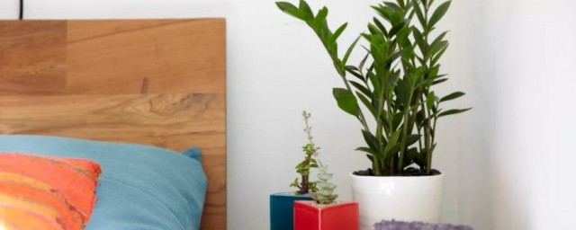 什麼植物放在臥室最好 啥植物放在臥室最好介紹