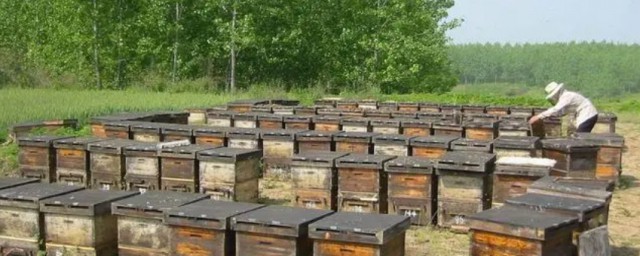 蜜蜂怎麼養不會跑 養蜜蜂不會跑的方法