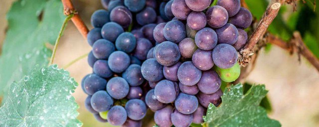 葡萄有什麼營養和功效與作用 葡萄的營養和功效與作用