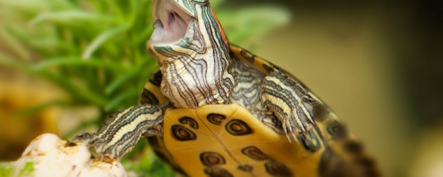 中華草龜怎麼養大的快 中華草龜大的快的方法