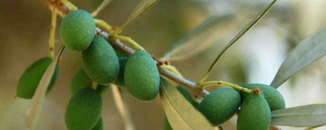 橄欖子有什麼功效和作用 橄欖子的功效和作用介紹