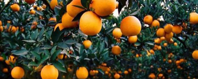 怎麼種橘子 種植橘子的妙招