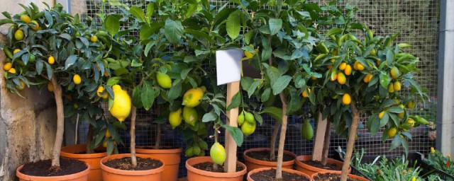 橙子核怎麼種盆栽 橙子核如何種盆栽