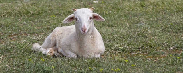 夢見小羊羔有什麼含義 夢見小羊羔的預示有哪些