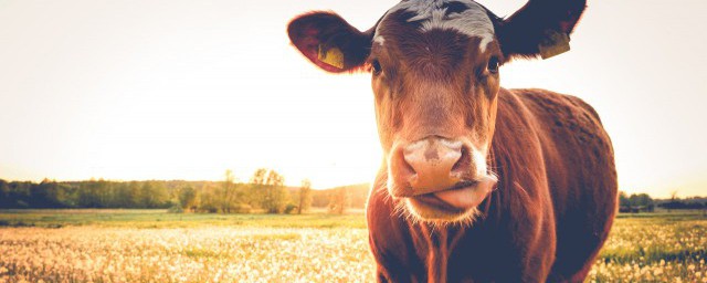夢見牛眼是什麼寓意 夢見牛眼睛的含義