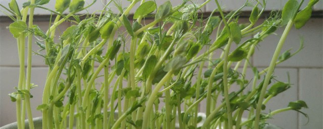 小豌豆怎樣長大 小豌豆的養殖技巧