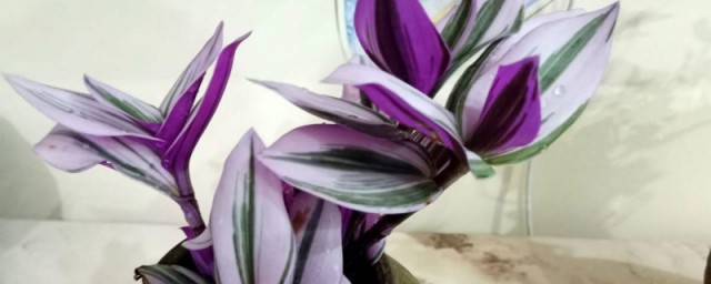 紫葉吊蘭怎麼養才能更旺盛 紫葉吊蘭的養殖技巧