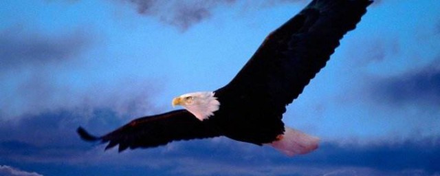 鷹的象征意義 鷹的象征意義是什麼
