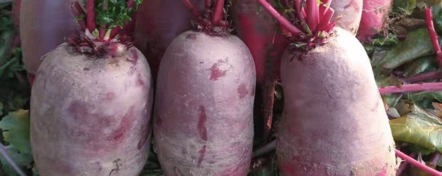 紫蘿卜怎麼做好吃 紫蘿卜如何做好吃