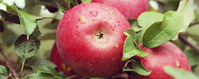 經常吃蘋果對皮膚好嗎 常吃蘋果的優點