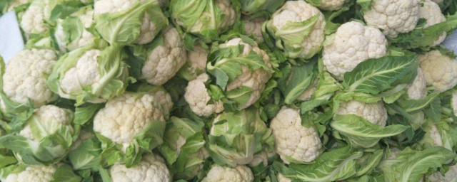 白花菜的營養成分 白花菜的營養價值介紹
