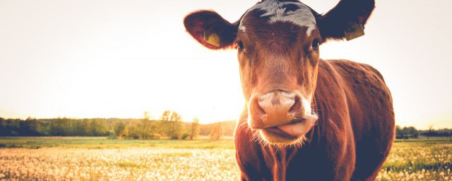 牛的內涵意義有哪些 牛的內涵意義有哪些呢