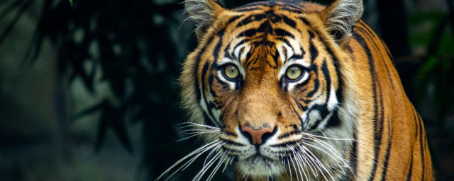 虎的象征意義 虎的象征意義是什麼