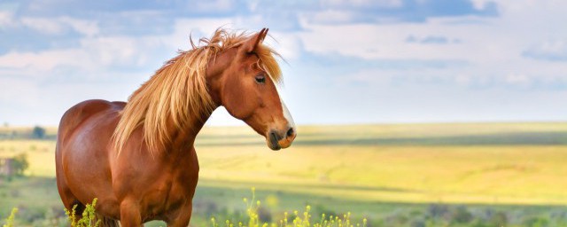 馬的寓意和象征意義 馬的寓意和象征的意義