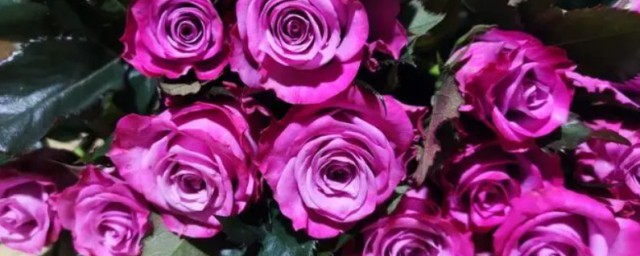 玫瑰種類名稱及花語 玫瑰種類名稱及花語有什麼