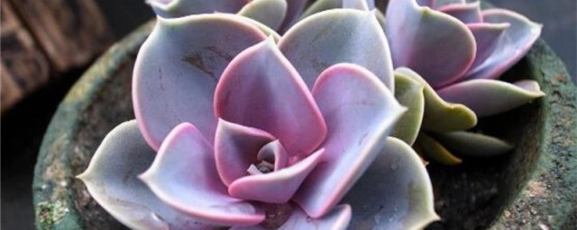 紫珍珠葉子發蔫怎麼辦 紫珍珠葉子發蔫的解決方法