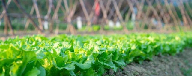 自傢院子種菜怎麼施肥 自傢院子種菜施肥方法