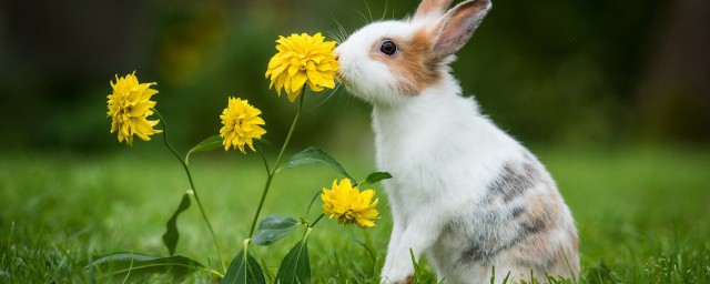 夢見白兔的含義 夢見白兔的寓意有哪些