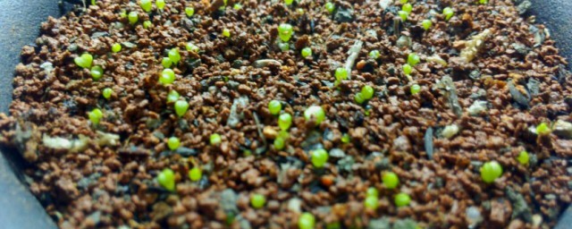 生石花的種子怎麼取 取生石花的種子方法介紹