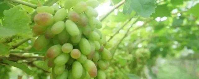 午夜美人葡萄如何種植 種植午夜美人葡萄的方法