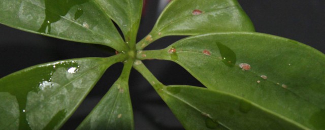 八角金盤葉子背面有白色的蟲子怎麼辦 八角金盤葉子背面有白色的蟲子的解決方法