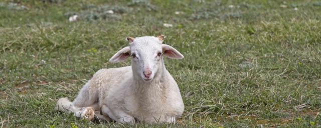 羊的象征和意義是什麼 羊的象征寓意