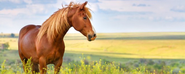 馬的意義是什麼 馬有啥寓意