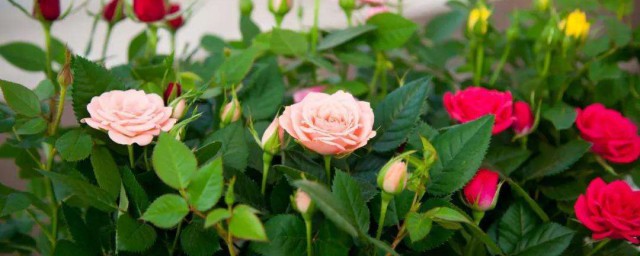 法國玫瑰種子怎麼種 怎麼種植法國玫瑰