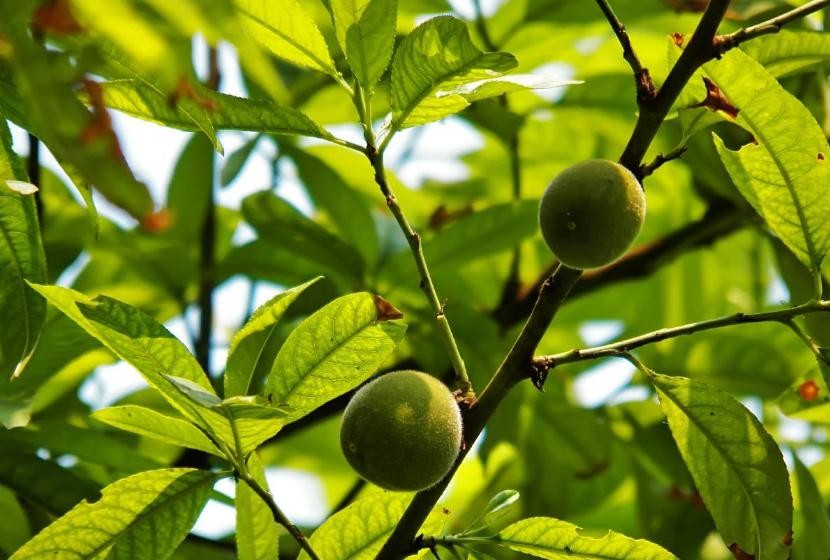 五指毛桃種植方法是什麼