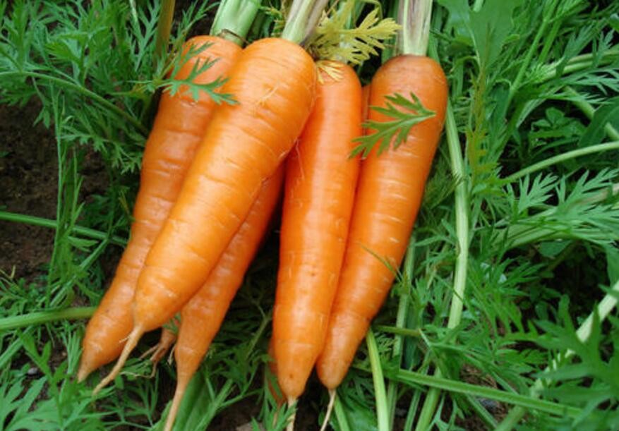 胡蘿卜移栽方法是什麼