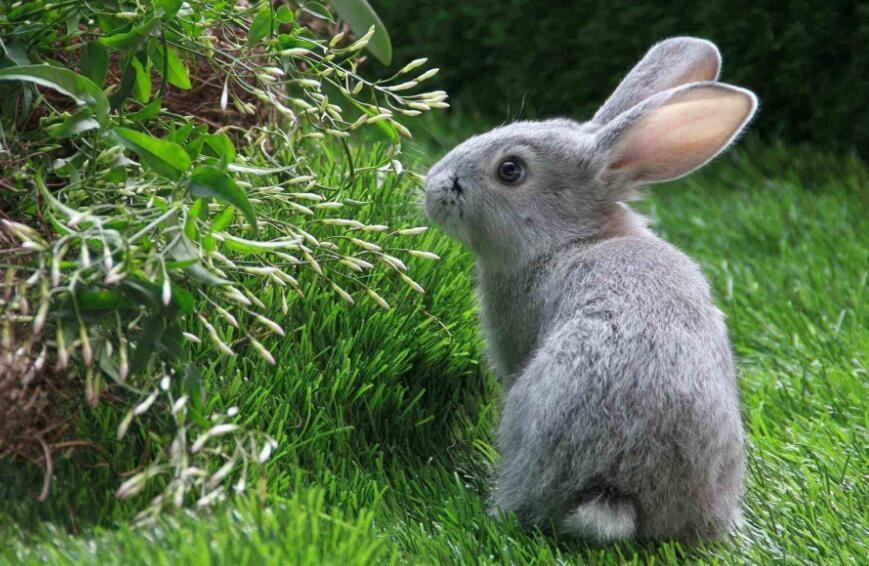 小兔子出生多久吃草
