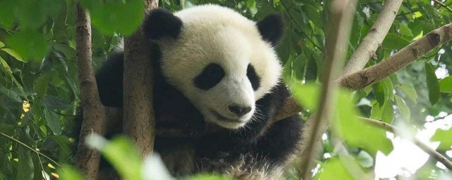 夢見熊貓是什麼意思 夢見熊貓預示著什麼
