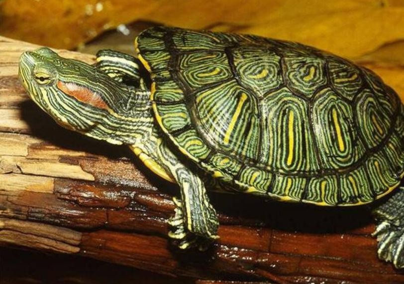 巴西龜冬天怎麼養