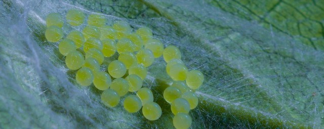 蜘蛛卵長什麼樣 蜘蛛卵是什麼