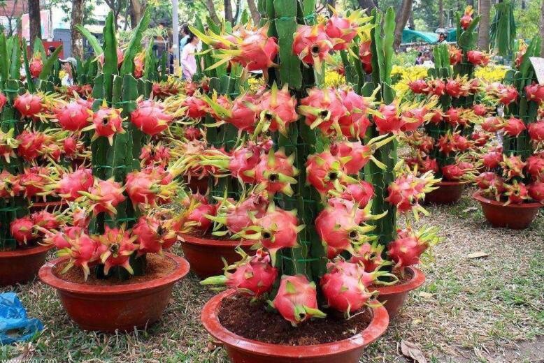 火龍果盆栽怎麼種