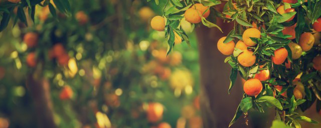 吃橘子有什麼好處和壞處 吃橘子的好處和壞處分別是什麼