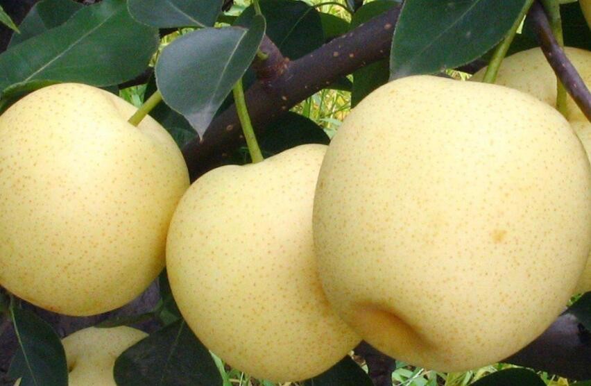 哪種品種的梨好吃