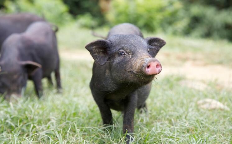 瘦肉型黑豬品種有哪些