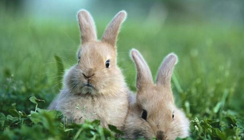 寵物兔有什麼品種