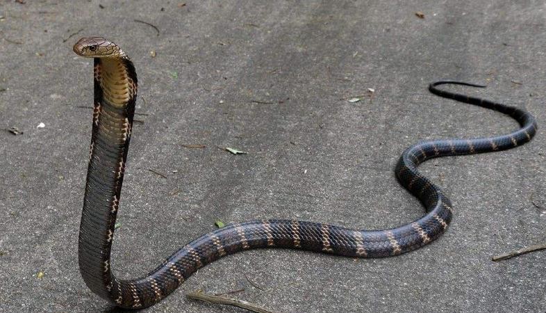 什麼蛇不怕眼鏡王蛇