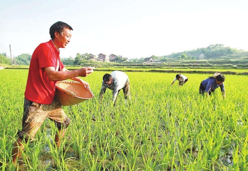 一畝水稻要多少肥
