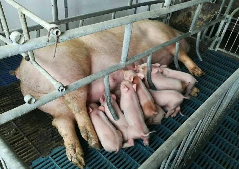 母豬一般一天喂多少飼料
