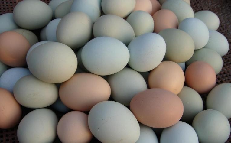 如何判斷雞蛋是否變質