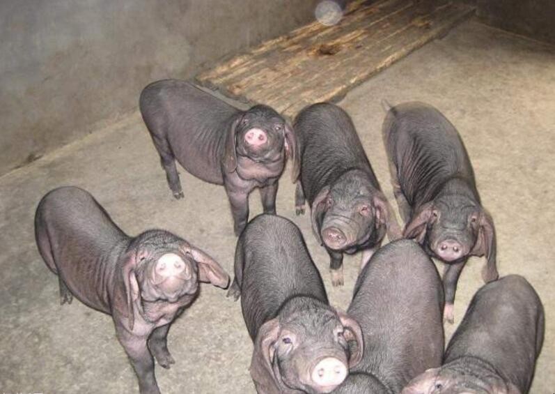 中國最好的黑豬品種有哪些