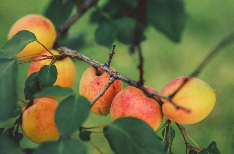 純甜的杏樹品種有哪些