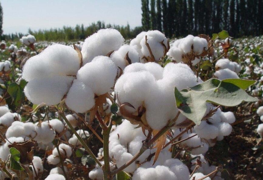 最高產的棉花品種有哪些