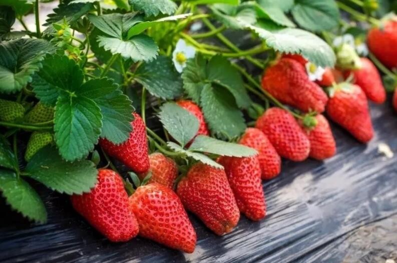 草莓種植技術是什麼