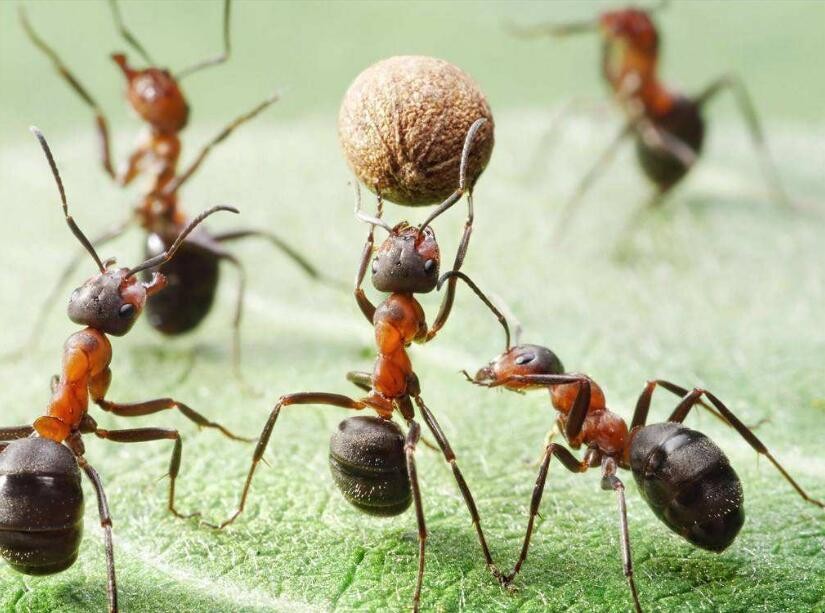 螞蟻怎麼分工的