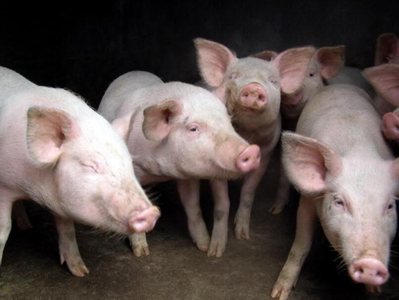 豬傳染胃腸炎怎麼治